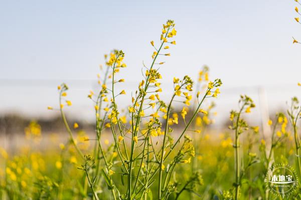光明欢乐田园油菜花