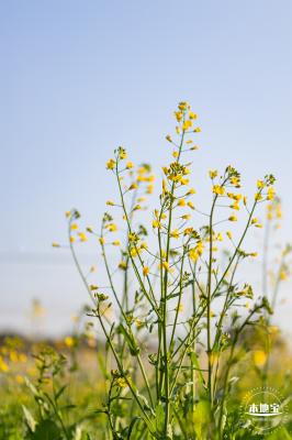 光明欢乐田园油菜花