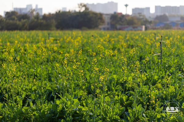 光明欢乐田园油菜花