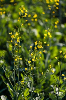 光明欢乐田园油菜花