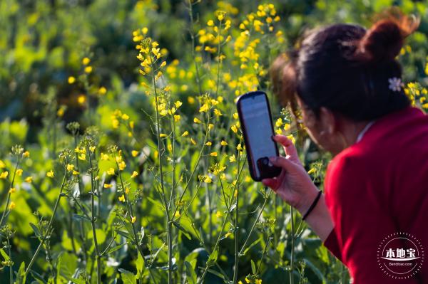 光明欢乐田园油菜花