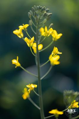 光明欢乐田园油菜花