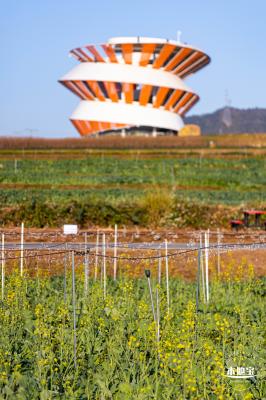 光明欢乐田园油菜花