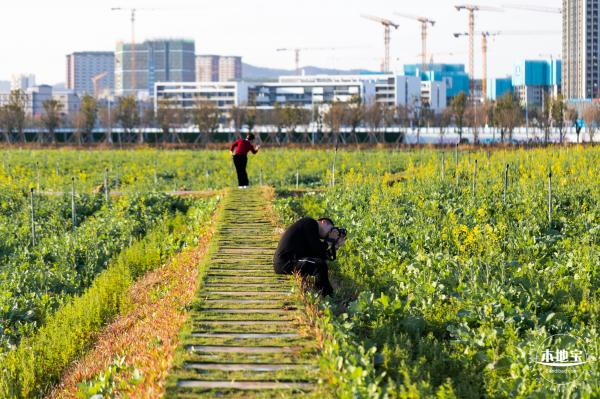 光明欢乐田园油菜花