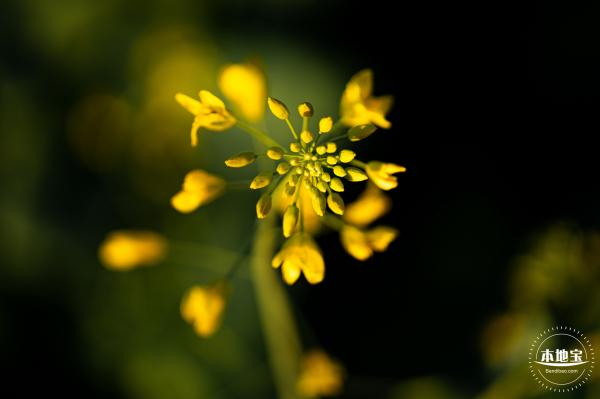 光明欢乐田园油菜花