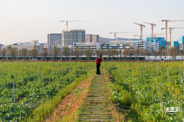 光明欢乐田园油菜花