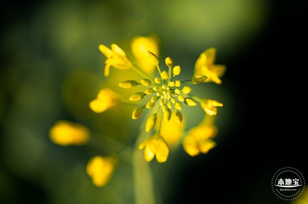 光明欢乐田园油菜花