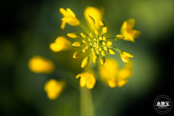 光明欢乐田园油菜花
