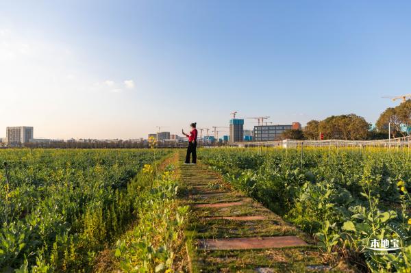 光明欢乐田园油菜花