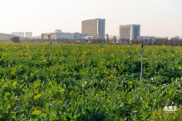 光明欢乐田园油菜花
