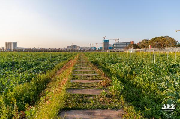 光明欢乐田园油菜花