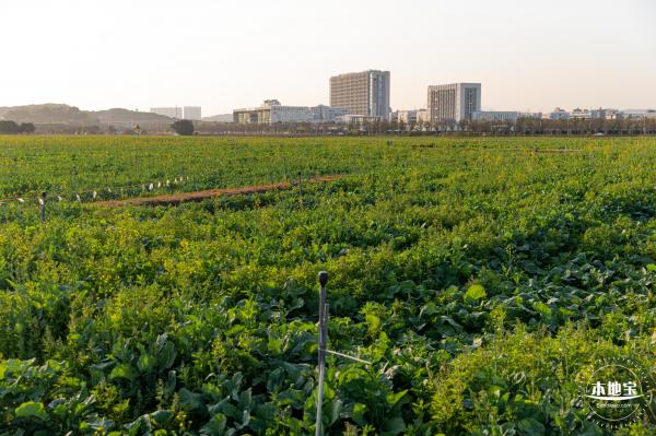 光明欢乐田园油菜花