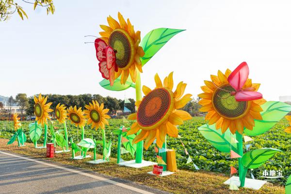 光明欢乐田园油菜花