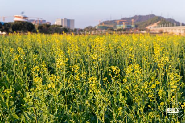 光明欢乐田园油菜花