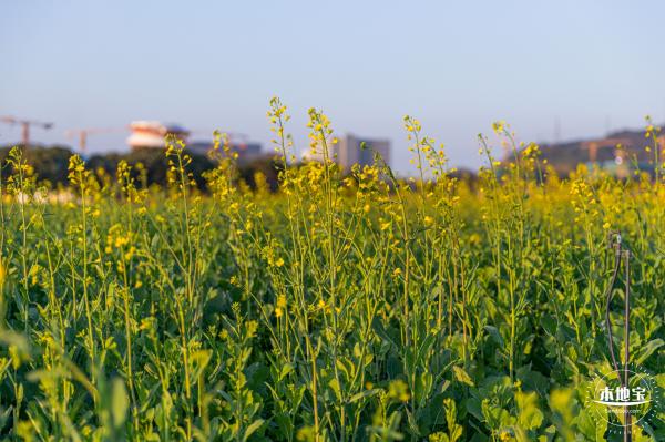 光明欢乐田园油菜花
