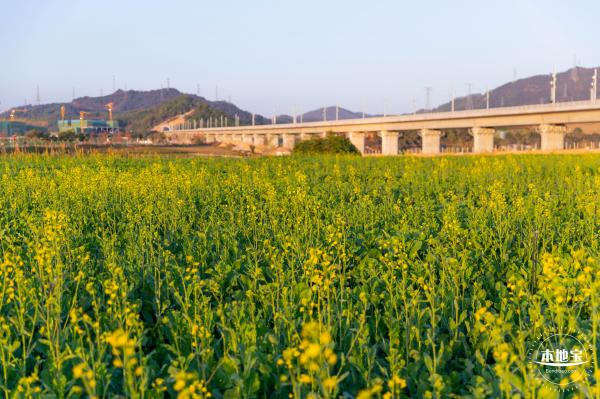 光明欢乐田园油菜花