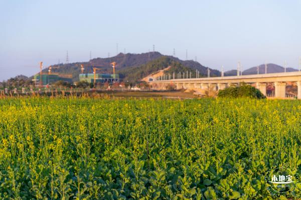 光明欢乐田园油菜花