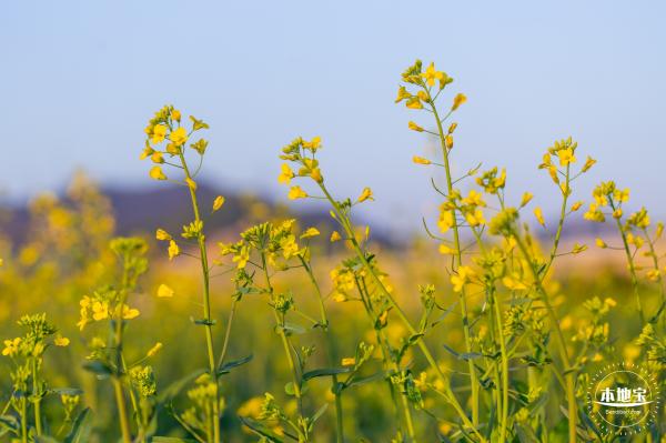 光明欢乐田园油菜花