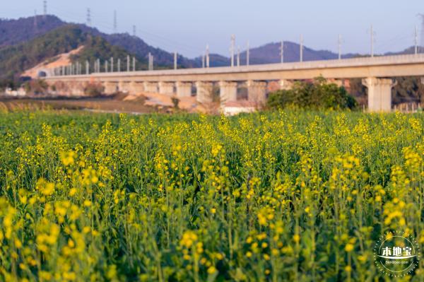 光明欢乐田园油菜花
