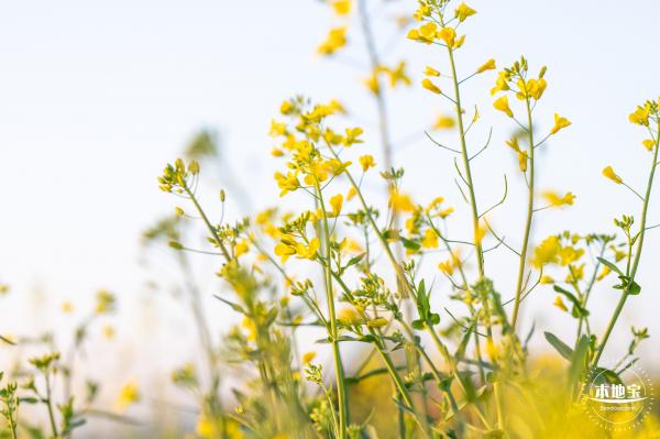 光明欢乐田园油菜花