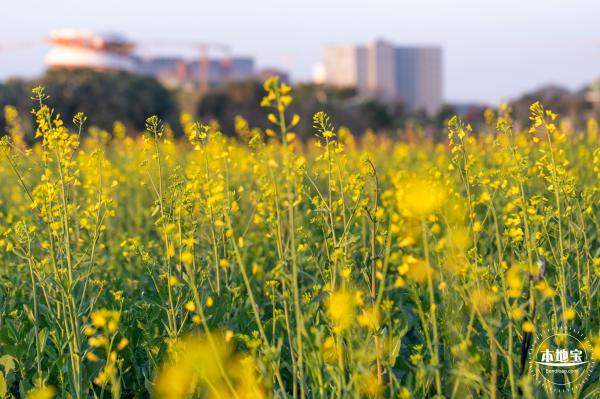 光明欢乐田园油菜花
