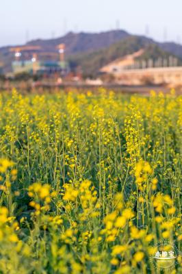 光明欢乐田园油菜花