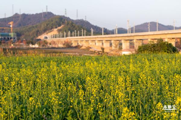 光明欢乐田园油菜花