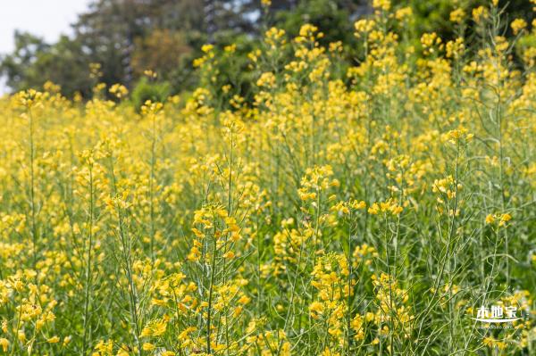 市民中心油菜花