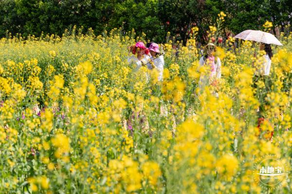 市民中心油菜花