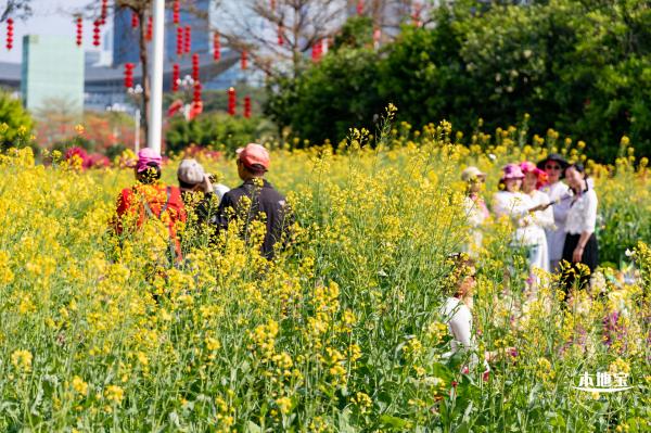市民中心油菜花