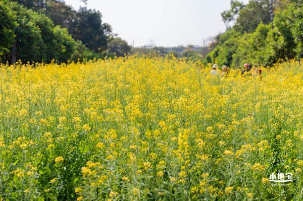 市民中心油菜花