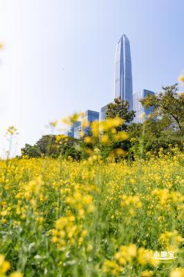 市民中心油菜花