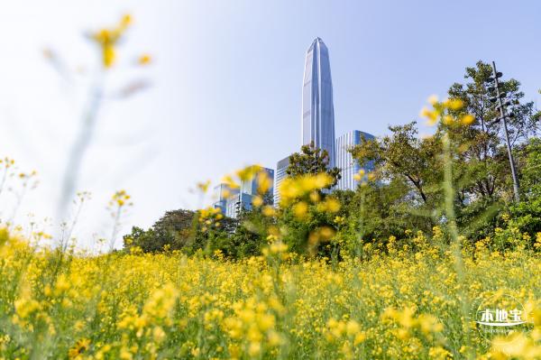 市民中心油菜花