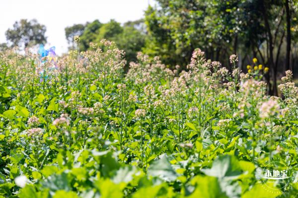 市民中心油菜花