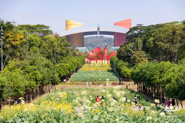 市民中心油菜花