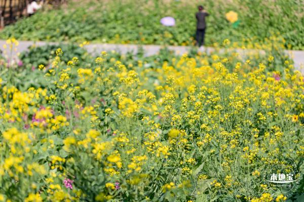 市民中心油菜花