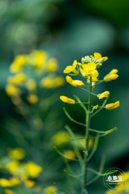 市民中心油菜花