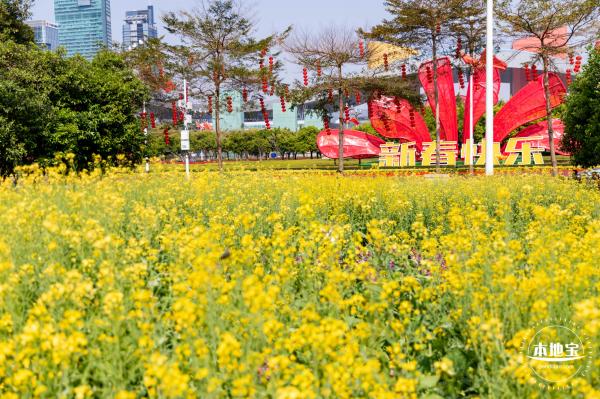 市民中心油菜花