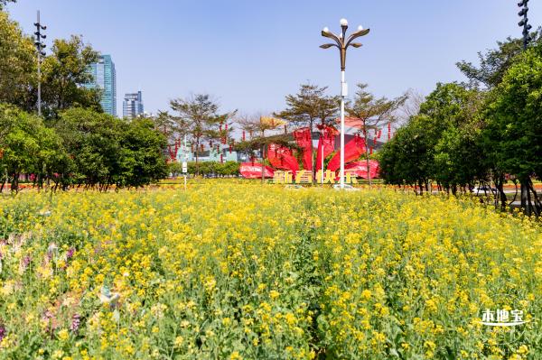 市民中心油菜花