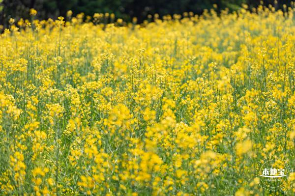 市民中心油菜花