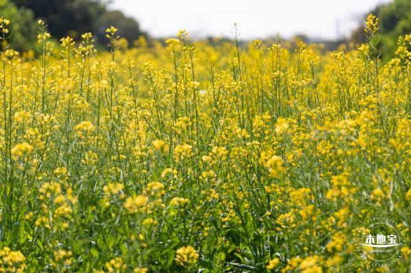 市民中心油菜花