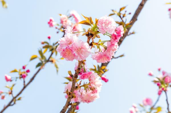 观澜大地生态园樱花