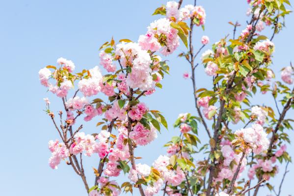 观澜大地生态园樱花