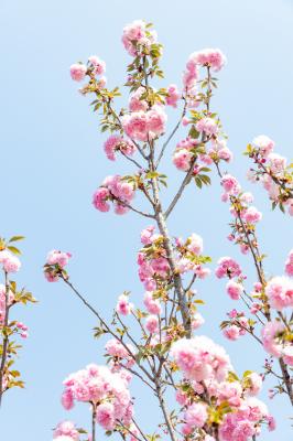 观澜大地生态园樱花