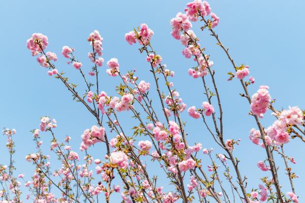 观澜大地生态园樱花