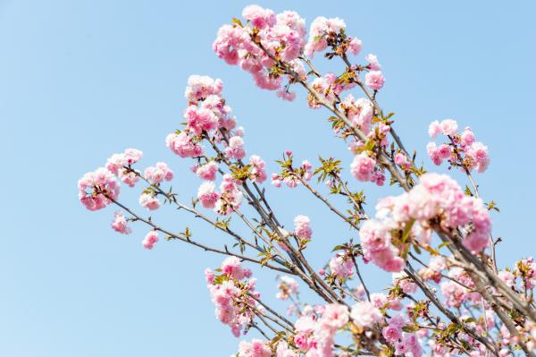 观澜大地生态园樱花