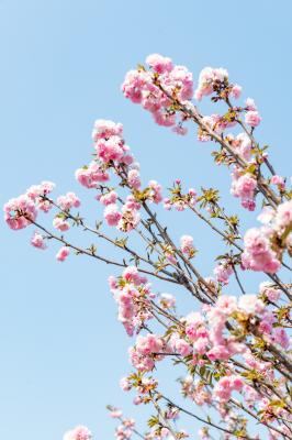 观澜大地生态园樱花