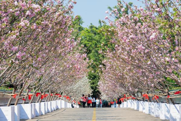 观澜大地生态园樱花