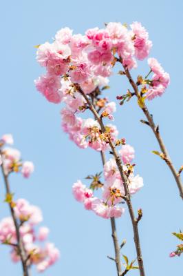 观澜大地生态园樱花