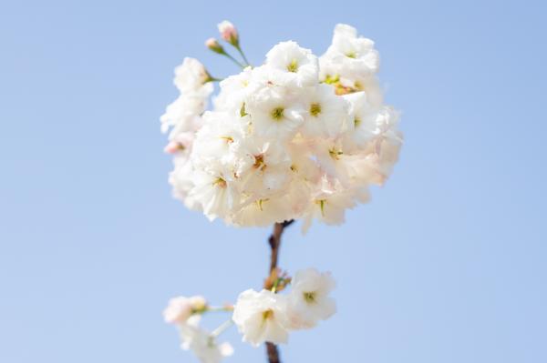 观澜大地生态园樱花
